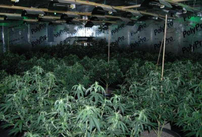 daniel-road-marijuana-grow-1-1-560x380