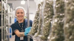canopy-growth-marijuana