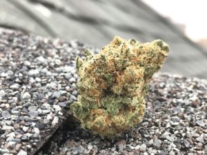 cannareview-1